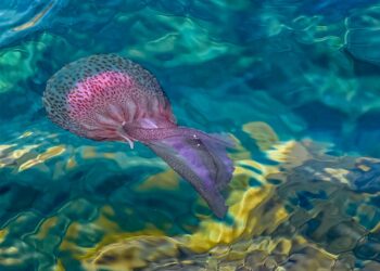 ¿Por qué no hay medusas en la Costa del Sol este verano?