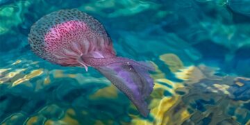 ¿Por qué no hay medusas en la Costa del Sol este verano?