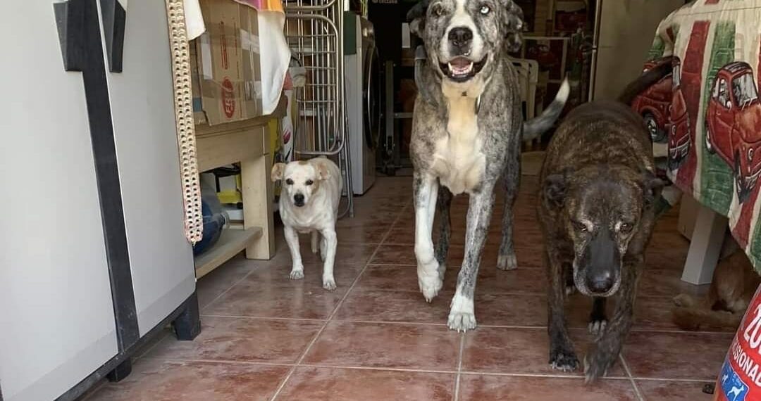 Buscan familia para los 16 perros del matrimonio fallecido en el accidente de Casabermeja