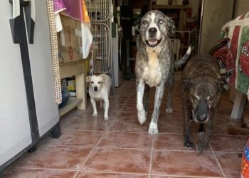 Buscan familia para los 16 perros del matrimonio fallecido en el accidente de Casabermeja