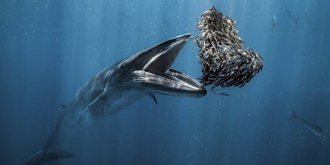 El mejor fotógrafo oceánico del mundo es el español Rafael Fernández Caballero