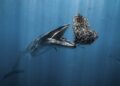 El mejor fotógrafo oceánico del mundo es el español Rafael Fernández Caballero