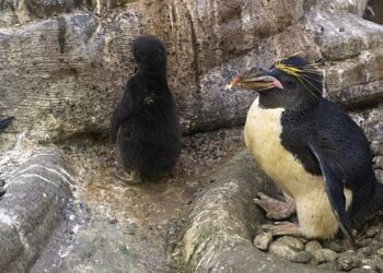 La vida se abre paso en los Selwos: nacen crías de casuario de Ceram y de pingüinos Macaroni y Gentoo