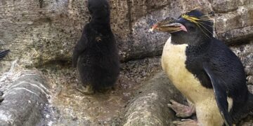 La vida se abre paso en los Selwos: nacen crías de casuario de Ceram y de pingüinos Macaroni y Gentoo