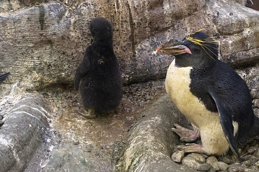 La vida se abre paso en los Selwos: nacen crías de casuario de Ceram y de pingüinos Macaroni y Gentoo
