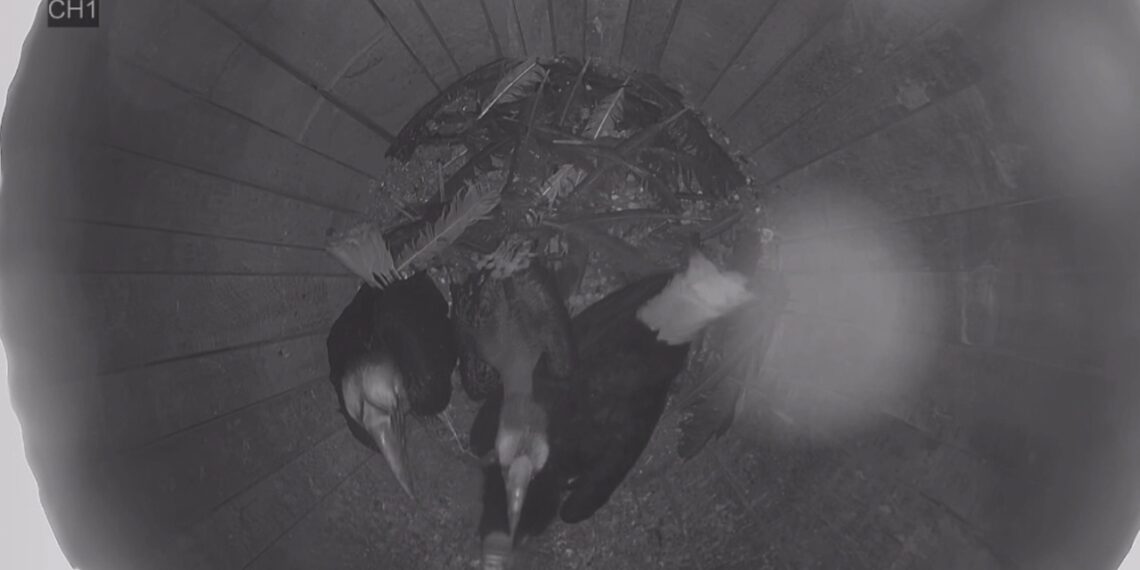 Nacen en Bioparc Fuengirola las primeras crías de cálao gorginegro de España