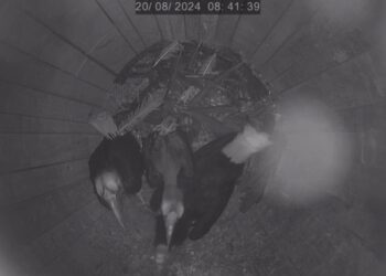 Nacen en Bioparc Fuengirola las primeras crías de cálao gorginegro de España