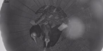 Nacen en Bioparc Fuengirola las primeras crías de cálao gorginegro de España