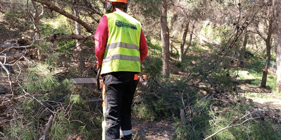 Torremolinos inicia trabajos de poda y realce en el Pinar de los Manantiales