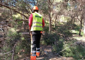 Torremolinos inicia trabajos de poda y realce en el Pinar de los Manantiales