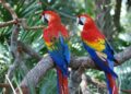 La reubicación de la guacamaya roja, fórmula para salvar a estos loros de la extinción