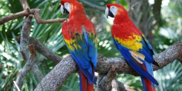 La reubicación de la guacamaya roja, fórmula para salvar a estos loros de la extinción