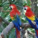 La reubicación de la guacamaya roja, fórmula para salvar a estos loros de la extinción
