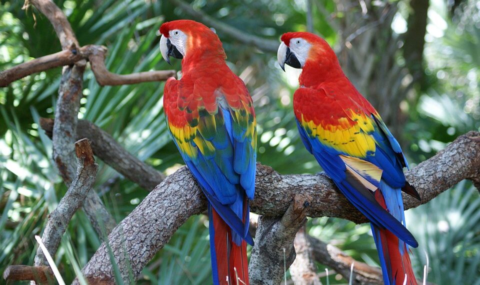 La reubicación de la guacamaya roja, fórmula para salvar a estos loros de la extinción