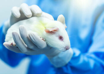 ‘Cobayas’ virtuales: El proyecto para reducir hasta un 25% el número de animales usados en experimentos