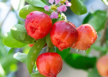 Avances en la industria agrícola: desarrollan un gel ecológico para conservar la fruta