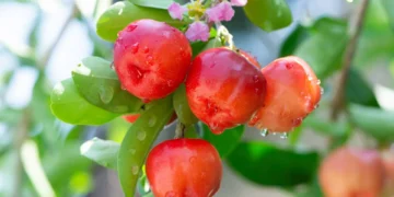 Avances en la industria agrícola: desarrollan un gel ecológico para conservar la fruta