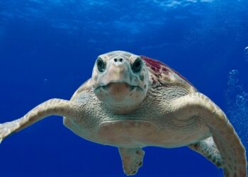 Siete ejemplares de tortuga marina regresan al mar en Dénia, Valencia