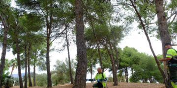 Marbella actuará en 12.000 pinos del municipio para prevenir la procesionaria mediante endoterapia
