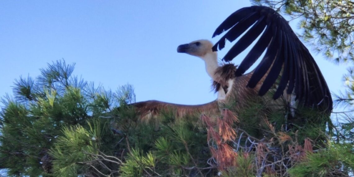 La Junta reintroduce tres buitres leonados tras su recuperación en el CREA de Málaga