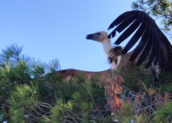 La Junta reintroduce tres buitres leonados tras su recuperación en el CREA de Málaga