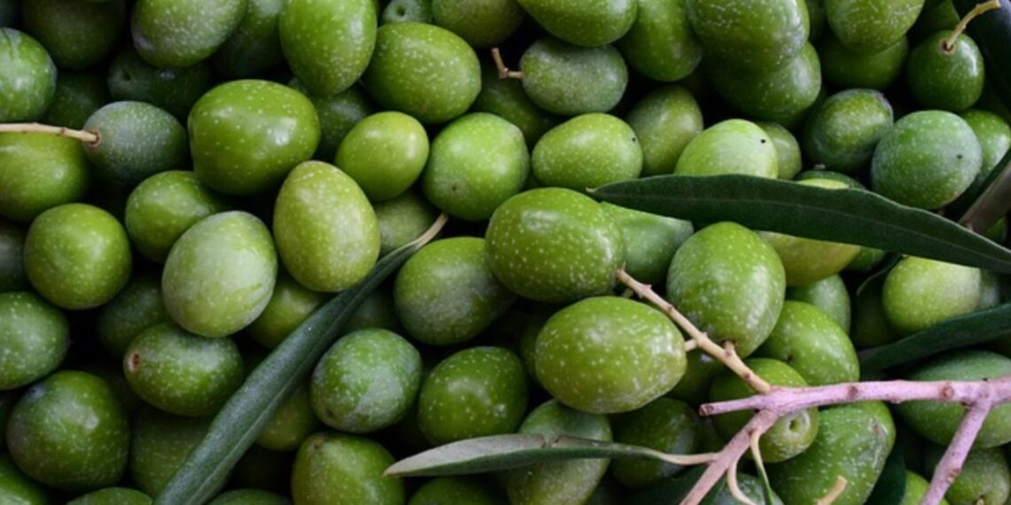 De las aceitunas se aprovecha todo: hueso para hacer combustible