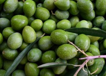 De las aceitunas se aprovecha todo: hueso para hacer combustible