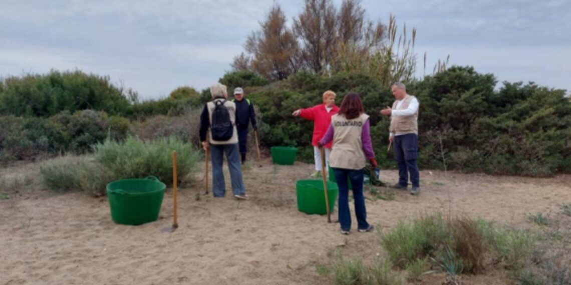 Hidralia se une al Voluntariado de ProDunas Marbella por la conservación dunar