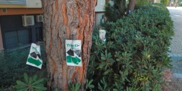 Estepona inicia un tratamiento contra la oruga procesionaria para evitar problemas de salud en personas y mascotas