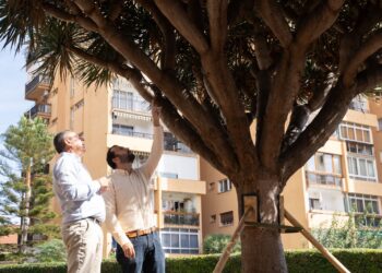 El Ayuntamiento de Benalmádena trasplanta con éxito un drago de unos 150 años y 7.400 kilos de peso