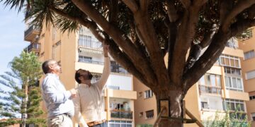El Ayuntamiento de Benalmádena trasplanta con éxito un drago de unos 150 años y 7.400 kilos de peso