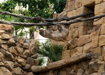 Bioparc Fuengirola presenta a Reina y Flo, la nueva pareja de perezosos que habita en su selva tropical