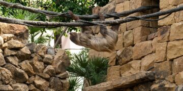 Bioparc Fuengirola presenta a Reina y Flo, la nueva pareja de perezosos que habita en su selva tropical