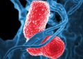 Un estudio genómico de ‘Klebsiella michiganensis’ ayuda a comprender y controlar las infecciones hospitalarias