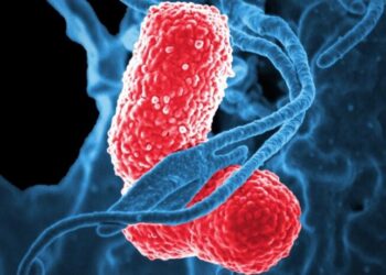 Un estudio genómico de ‘Klebsiella michiganensis’ ayuda a comprender y controlar las infecciones hospitalarias