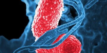 Un estudio genómico de ‘Klebsiella michiganensis’ ayuda a comprender y controlar las infecciones hospitalarias