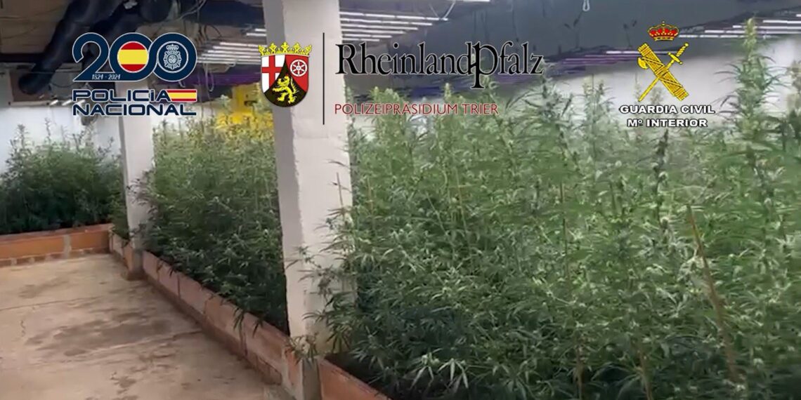 Doce detenidos por exportar gran cantidad de anfetaminas, hachís y marihuana desde Málaga a Alemania