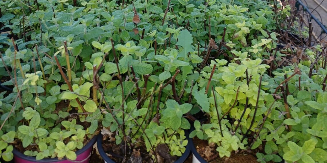 La Diputación recuperará una especie autóctona de zonas húmedas a través de sus arboladas de otoño