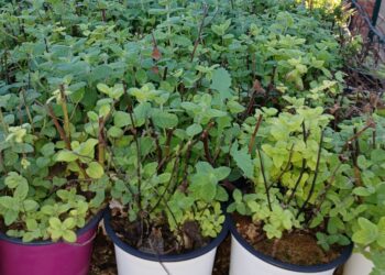 La Diputación recuperará una especie autóctona de zonas húmedas a través de sus arboladas de otoño