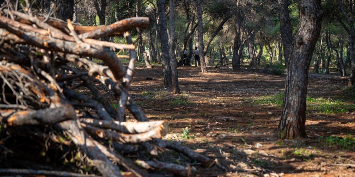 Torremolinos ultima los trabajos de poda y realce en el Pinar de los Manantiales para mejorar el estado de este pulmón verde