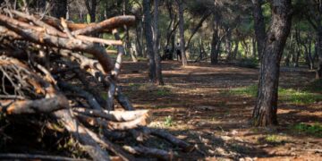 Torremolinos ultima los trabajos de poda y realce en el Pinar de los Manantiales para mejorar el estado de este pulmón verde