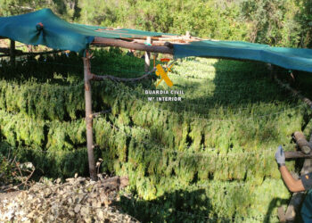 La Guardia Civil desmantela una plantación de marihuana que se ocultaba en el Parque Nacional Sierra de las Nieves de Málaga