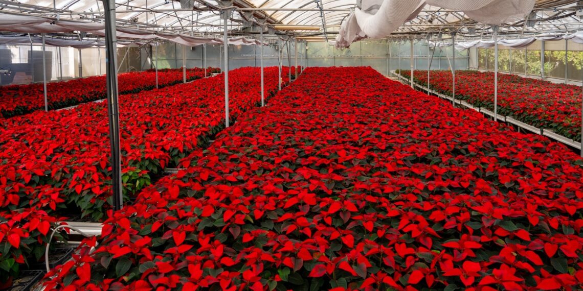El Centro Especial de Empleo produce 10.000 pascueros para la campaña de Navidad