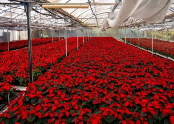 El Centro Especial de Empleo produce 10.000 pascueros para la campaña de Navidad