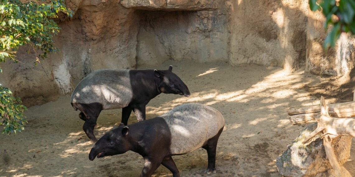 Bioparc Fuengirola celebra la gestación de una hembra de tapir malayo