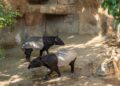 Bioparc Fuengirola celebra la gestación de una hembra de tapir malayo