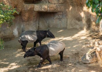 Bioparc Fuengirola celebra la gestación de una hembra de tapir malayo