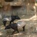 Bioparc Fuengirola celebra la gestación de una hembra de tapir malayo
