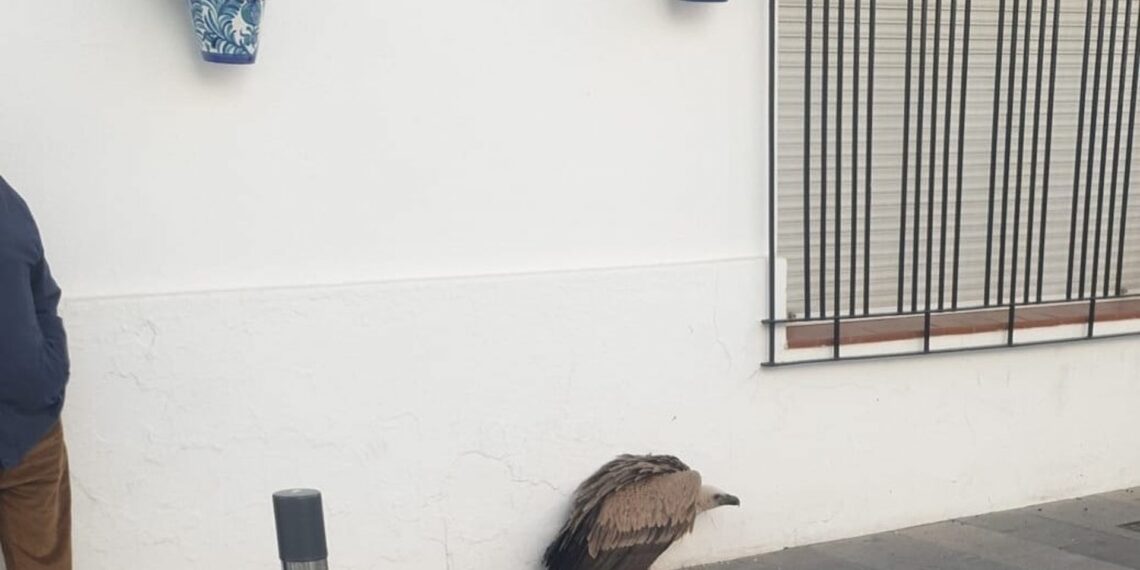 Rescatan a un buitre leonado de la vía pública en Mijas Pueblo