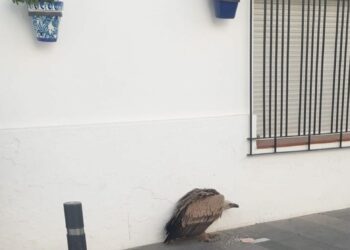 Rescatan a un buitre leonado de la vía pública en Mijas Pueblo